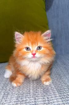 Kittens for Sale - Photo 4