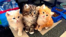 Kittens for Sale - Photo 5