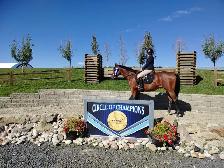 Beginner Safe Show Horse For Sale