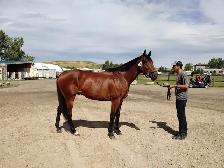 Beginner Safe Show Horse For Sale - Photo 2