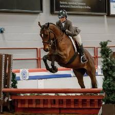 Beginner Safe Show Horse For Sale - Photo 3