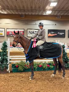 Beginner Safe Show Horse For Sale - Photo 4