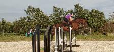 Beginner Safe Show Horse For Sale - Photo 5