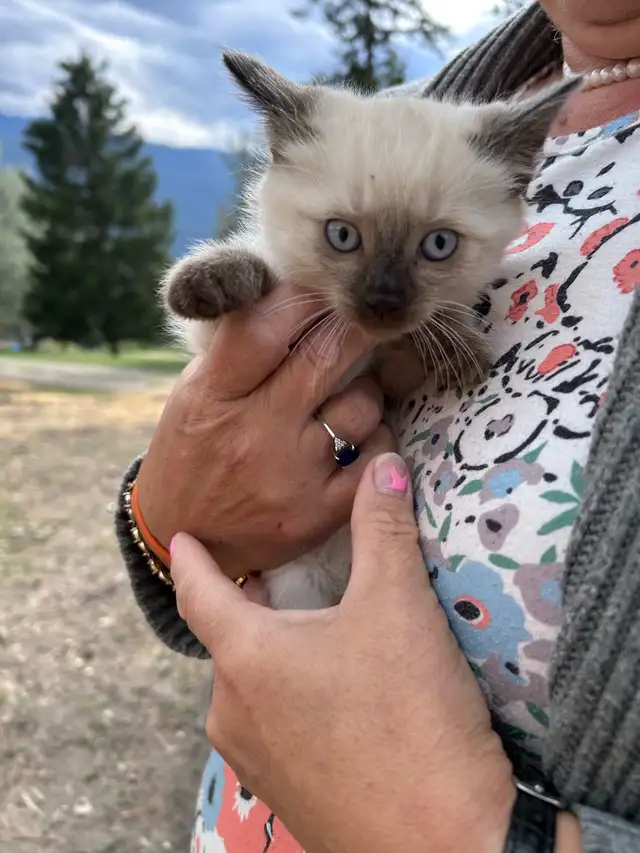 4 kittens