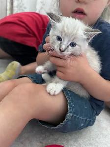 4 kittens - Photo 2