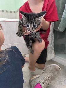4 kittens - Photo 3