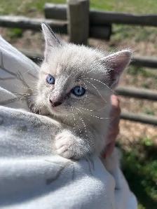 4 kittens - Photo 4