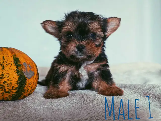 Tiny Yorkshire Terrier Puppies