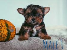 Tiny Yorkshire Terrier Puppies