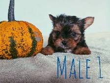 Tiny Yorkshire Terrier Puppies - Photo 2