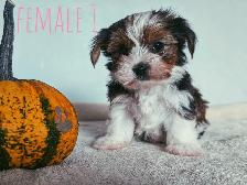 Tiny Yorkshire Terrier Puppies - Photo 3
