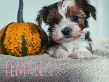 Tiny Yorkshire Terrier Puppies - Photo 4
