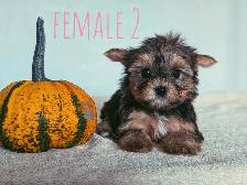 Tiny Yorkshire Terrier Puppies - Photo 5