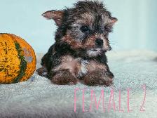Tiny Yorkshire Terrier Puppies - Photo 6