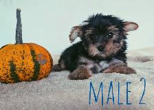 Tiny Yorkshire Terrier Puppies - Photo 7