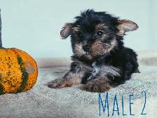 Tiny Yorkshire Terrier Puppies - Photo 8
