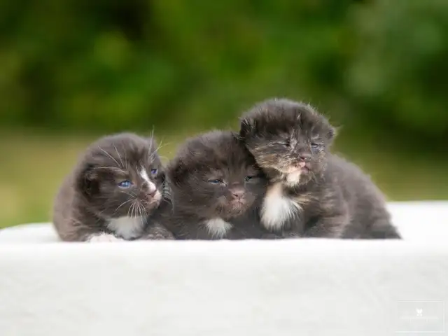 Kittens for Sale! 3 Reservations Available!