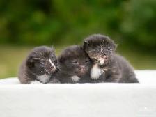Kittens for Sale! 3 Reservations Available!