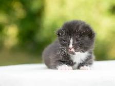 Kittens for Sale! 3 Reservations Available! - Photo 2