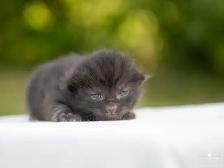 Kittens for Sale! 3 Reservations Available! - Photo 3