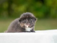 Kittens for Sale! 3 Reservations Available! - Photo 4