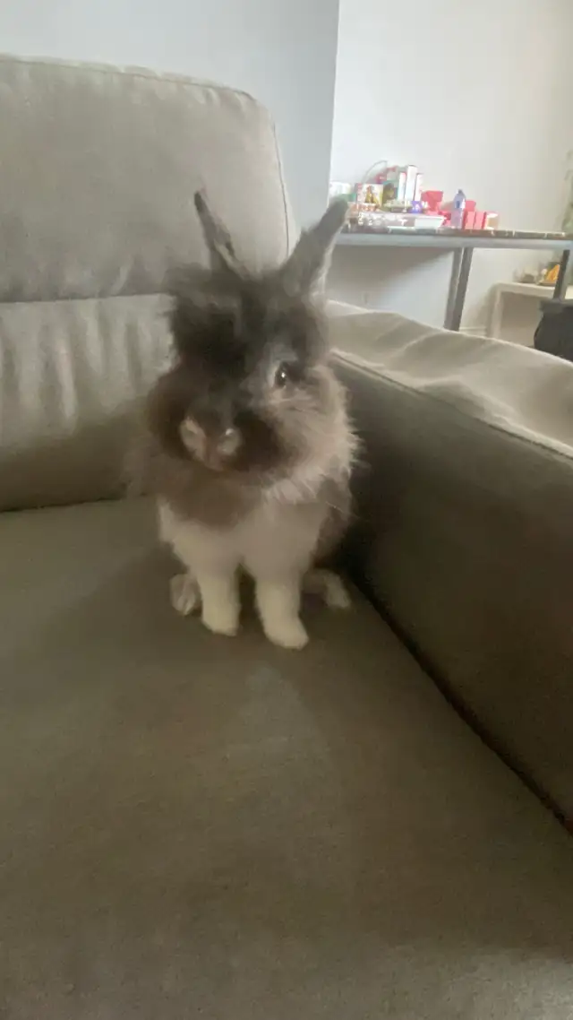 FREE RABBIT COMES WITH CAGE