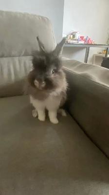 FREE RABBIT COMES WITH CAGE