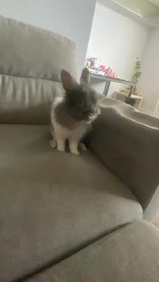 FREE RABBIT COMES WITH CAGE - Photo 2