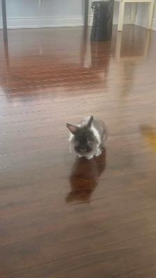 FREE RABBIT COMES WITH CAGE - Photo 3