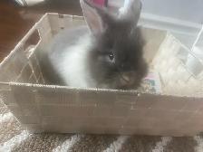 FREE RABBIT COMES WITH CAGE - Photo 4