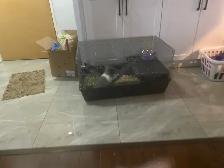 FREE RABBIT COMES WITH CAGE - Photo 5