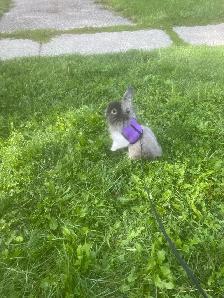 FREE RABBIT COMES WITH CAGE - Photo 6