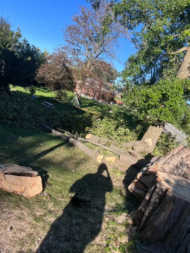 free wood