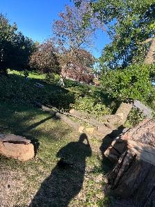 free wood