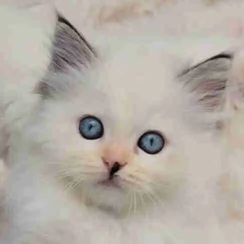 TICA Registered Cattery - Female Ragdoll Kitten AVAILABLE!