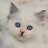 TICA Registered Cattery - Female Ragdoll Kitten AVAILABLE!