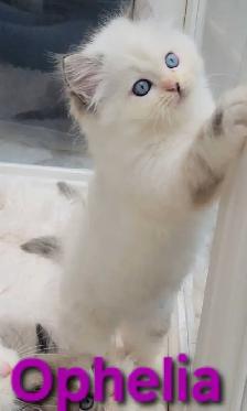 TICA Registered Cattery - Female Ragdoll Kitten AVAILABLE! - Photo 2