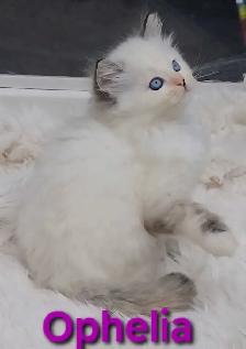 TICA Registered Cattery - Female Ragdoll Kitten AVAILABLE! - Photo 3