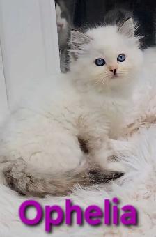 TICA Registered Cattery - Female Ragdoll Kitten AVAILABLE! - Photo 4