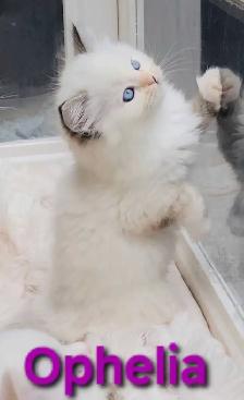 TICA Registered Cattery - Female Ragdoll Kitten AVAILABLE! - Photo 5