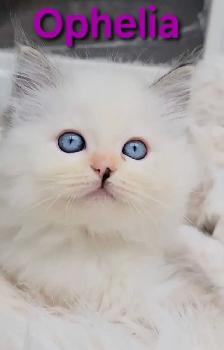 TICA Registered Cattery - Female Ragdoll Kitten AVAILABLE! - Photo 6