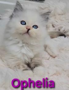 TICA Registered Cattery - Female Ragdoll Kitten AVAILABLE! - Photo 7