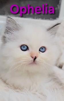 TICA Registered Cattery - Female Ragdoll Kitten AVAILABLE! - Photo 8