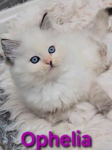 TICA Registered Cattery - Female Ragdoll Kitten AVAILABLE! - Photo 9