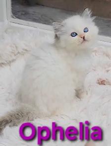 TICA Registered Cattery - Female Ragdoll Kitten AVAILABLE! - Photo 10