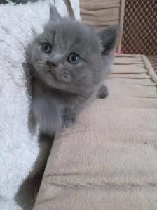 Scottish Straight Blue and Lilac kittens CCA/AFC registered - Photo 3