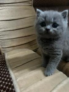 Scottish Straight Blue and Lilac kittens CCA/AFC registered - Photo 4