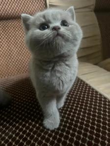 Scottish Straight Blue and Lilac kittens CCA/AFC registered - Photo 5