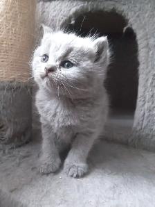 Scottish Straight Blue and Lilac kittens CCA/AFC registered - Photo 8