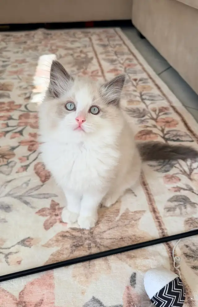 Purebred Ragdoll kittens